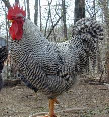 Barred plymouth rock rooster